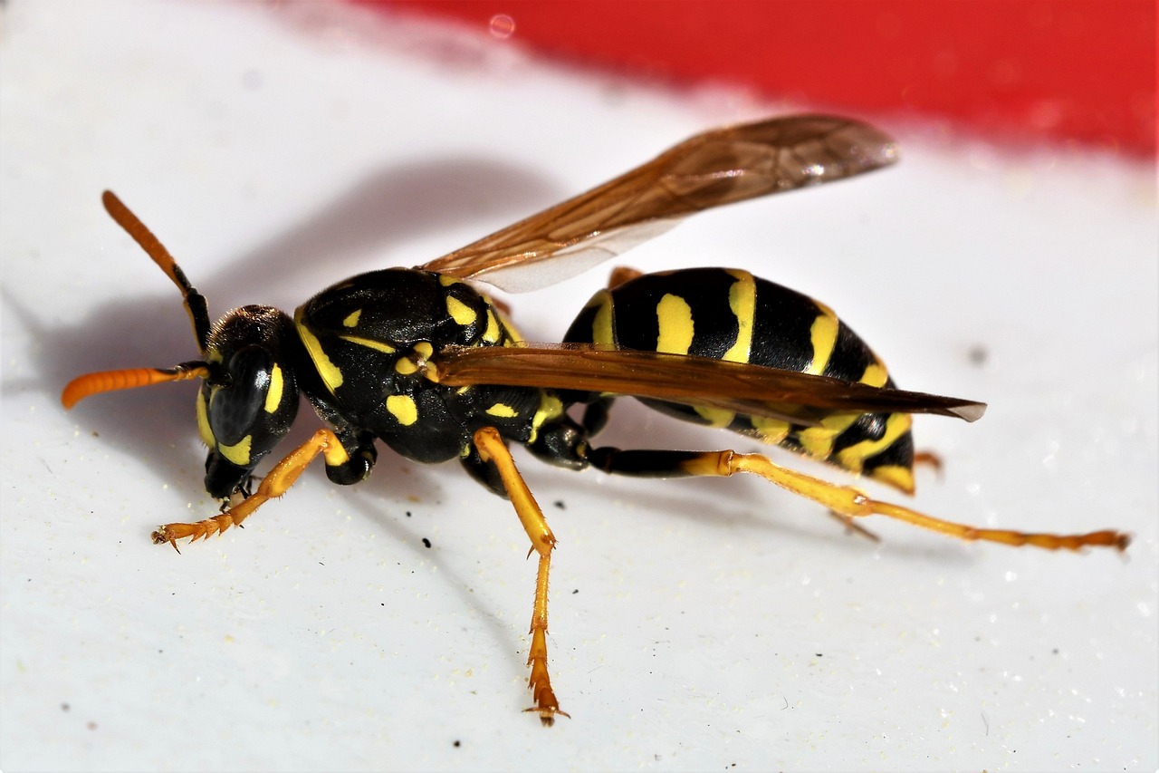 Wasp, photo: Pixabay